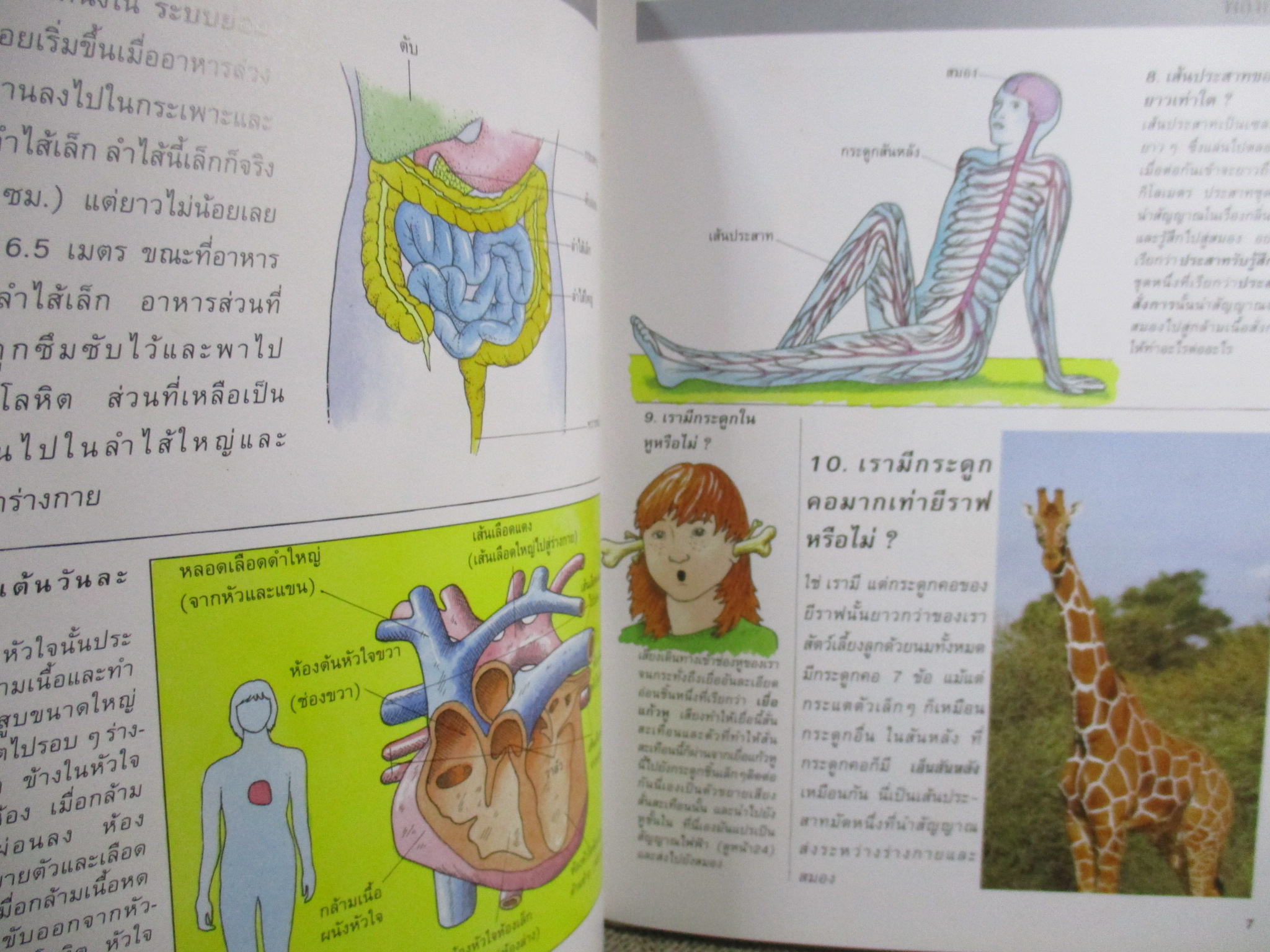 พลังกาย คุณเชื่อหรือไม่? สารานุกรมเยาวชน / ซูเปอร์ไอคิว