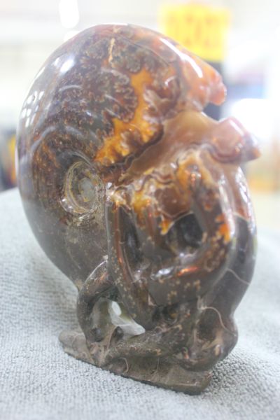 ฟอสซิลหอยทะเลแอมโมไนต์ (Ammonite)ลายใบไม้