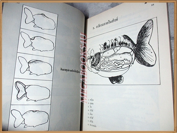 การเลี้ยงปลาทองพันธุ์หัวสิงโต โดย ประยูร จรรยาวงษ์