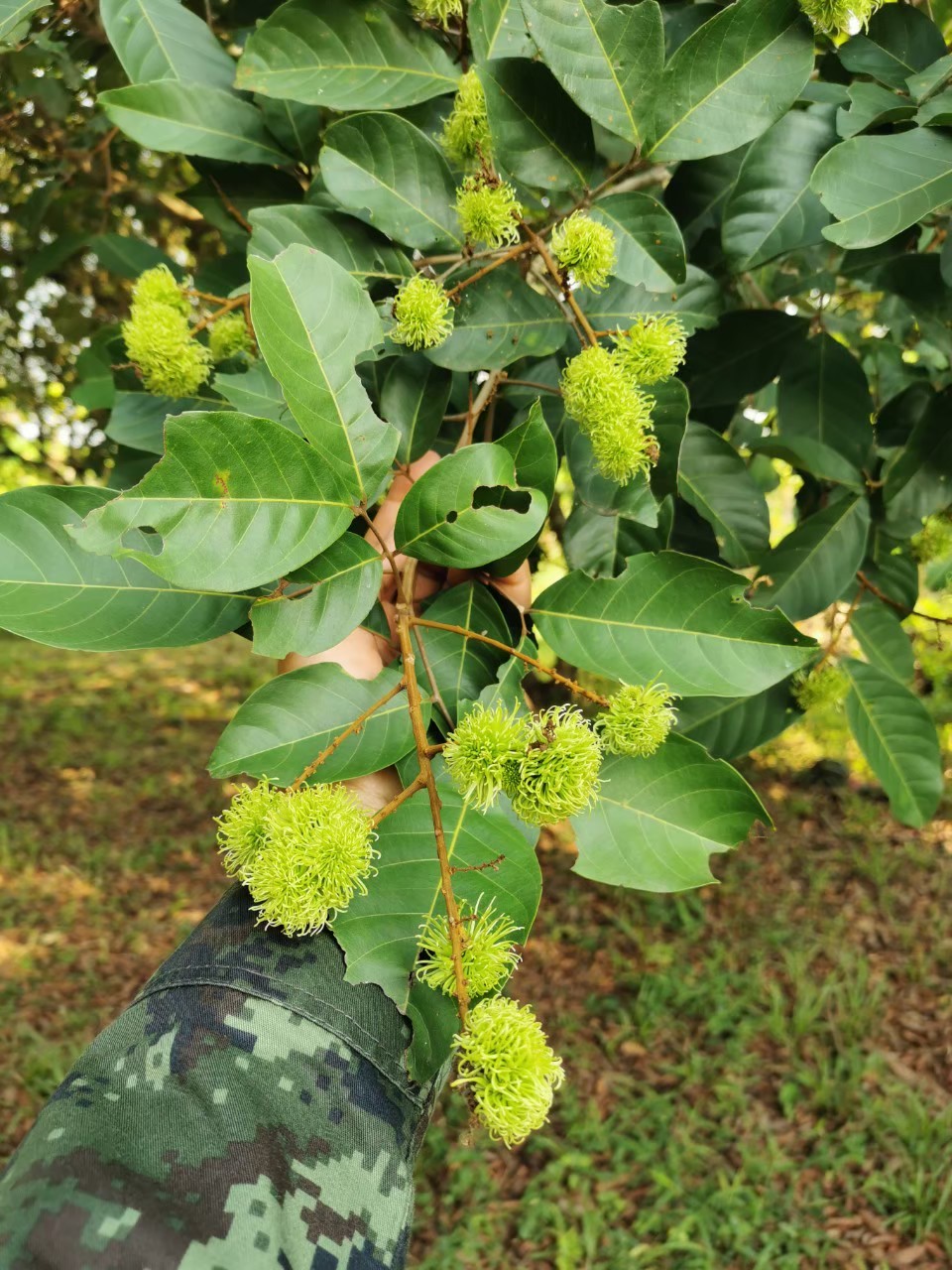 เงาะโรงเรียน ติดลูก