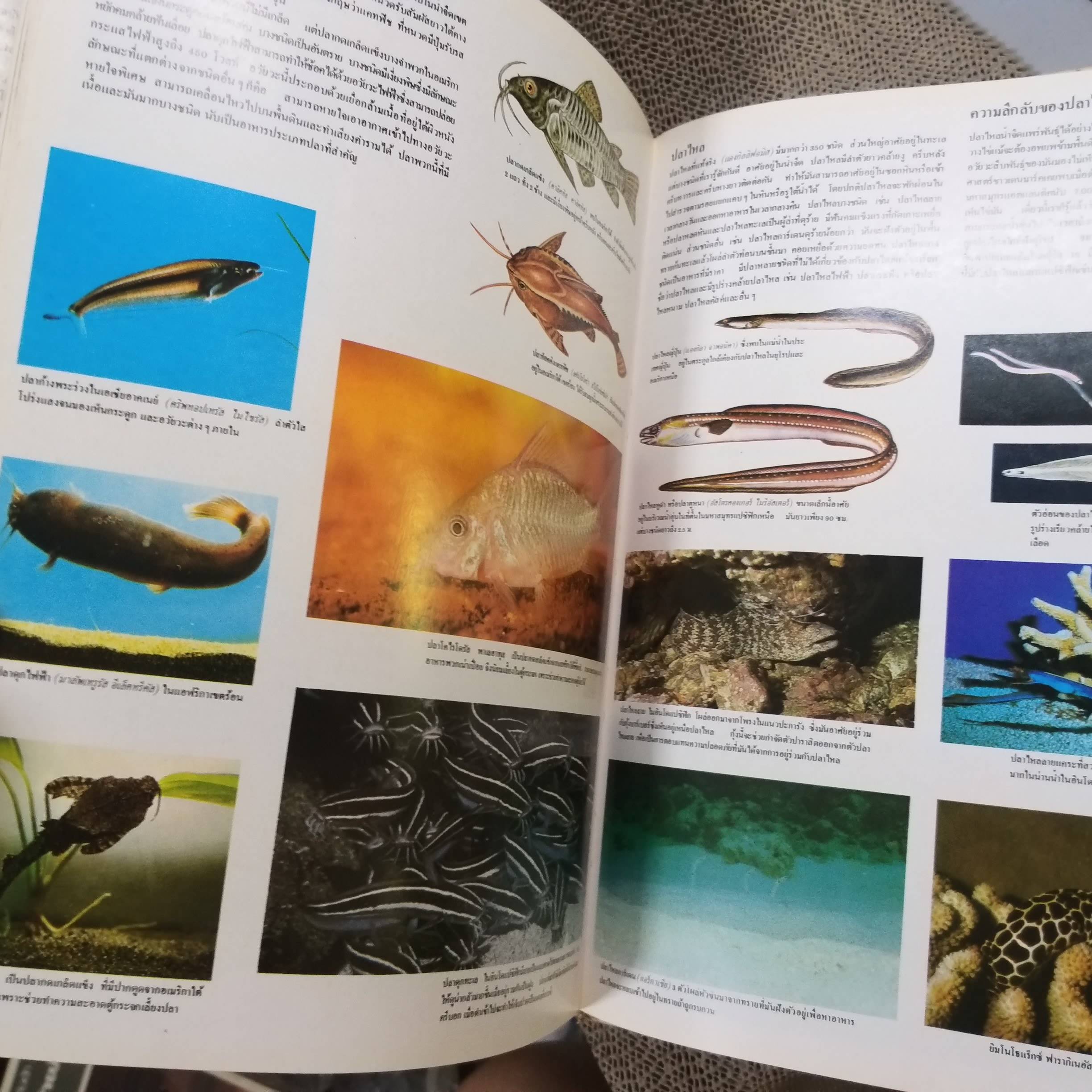 ขุมทรัพย์ความรู้สำหรับเด็ก เรื่อง สัตว์น้ำ สภาพดี มีจุดเหลืองประปรายตามเวลา