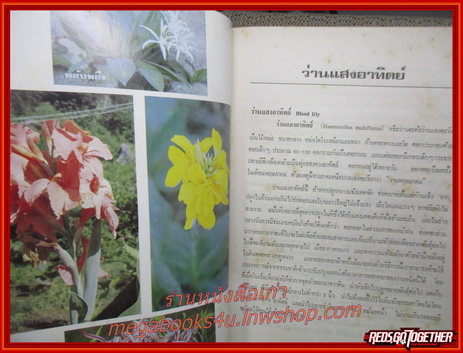 การปลูกไม้ดอกประเภทหัว การใช้ปุ๋ญ อนุสรณ์ในงานพระราชทานเพลิงศพ นายเสรี ชูเชิด ฌาปนกิจศพ นายเล็ก ชูเชิด