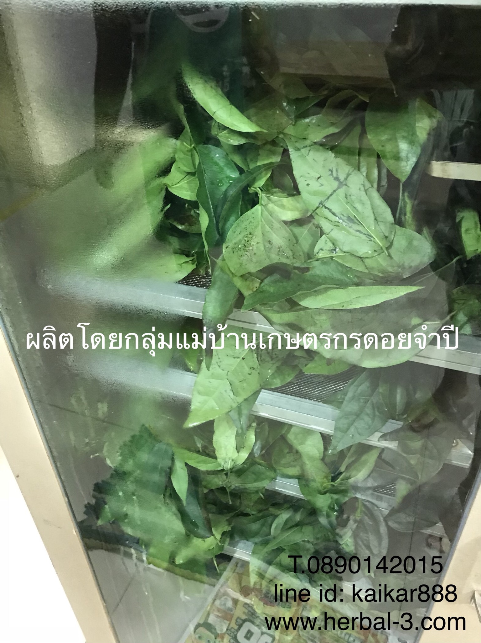 ใบย่านาง (แบบซองชง)