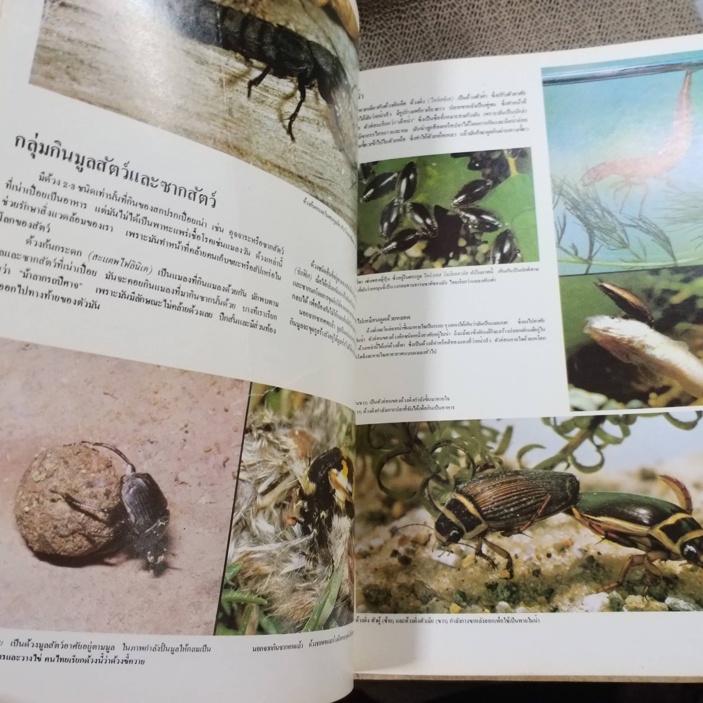 ขุมทรัพย์ความรู้สำหรับเด็ก เรื่อง แมลง สภาพดี มีจุดเหลืองประปรายตามเวลา