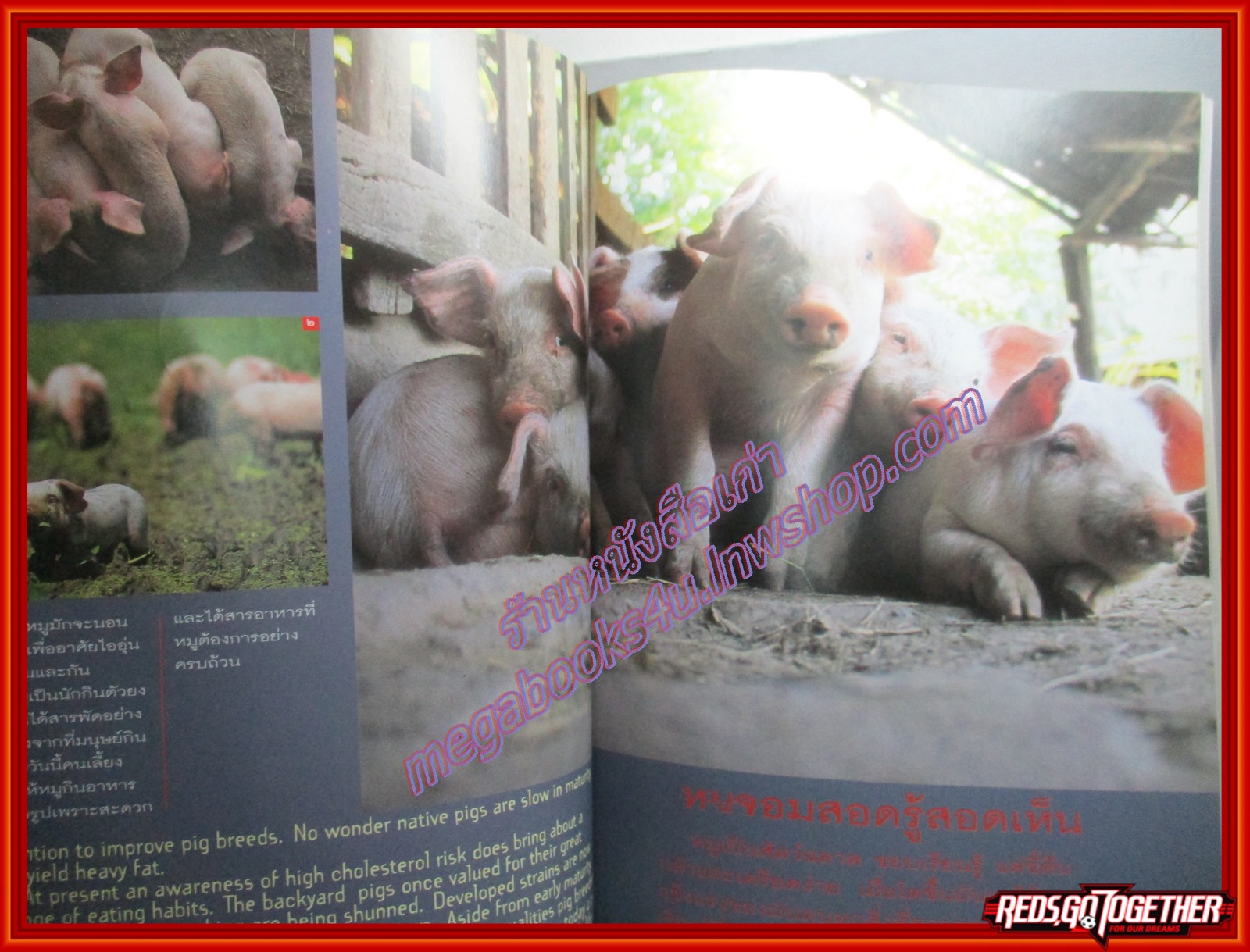 นิตยสารสารคดี ฉบับที่119 มกราคม 2538 + นักษัตรปีมะแม หมูชีวิตนี้เพื่อมนุษย์ ชนชาติจ้วง วอชิงตันดีซี ยะลา