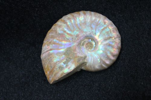 แอมโมไนต์ประกายรุ้ง ( Rainbow Ammonite )