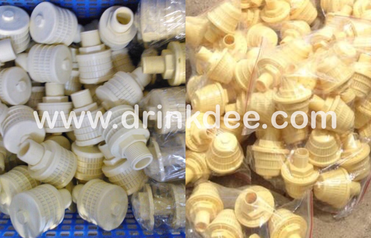 สแตนเนอร์ ดอกบวบ