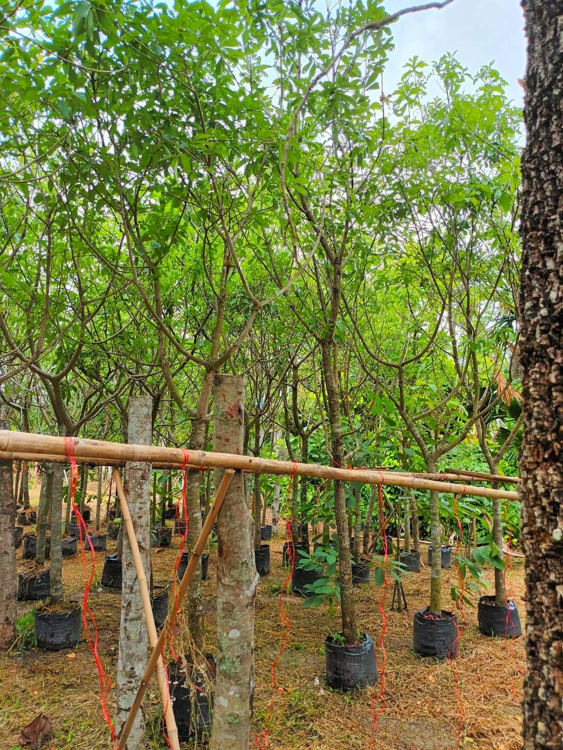 ต้นจิกน้ำ ขนาดลำต้น 3 นิ้ว