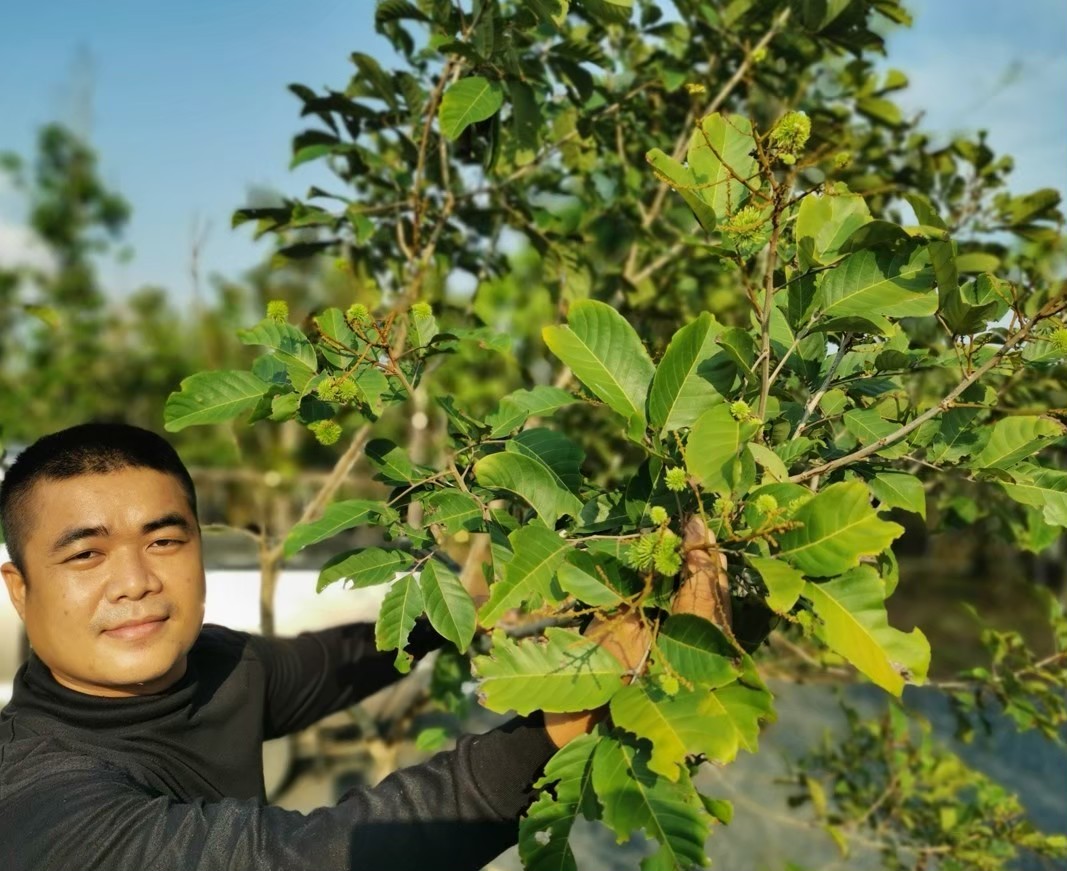 เงาะโรงเรียน ติดลูก