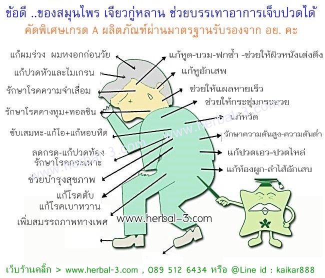 เจียวกู่หลาน ผสมอู่หลง (กิโล)