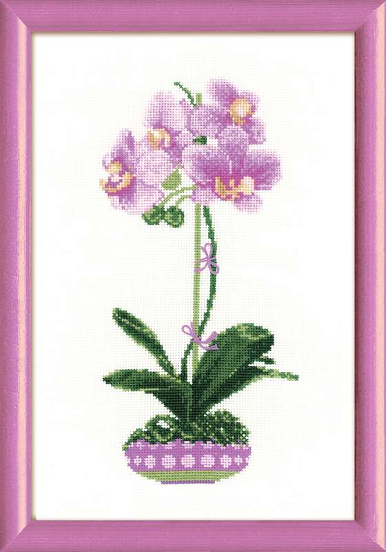 Riolis Lilac Orchid