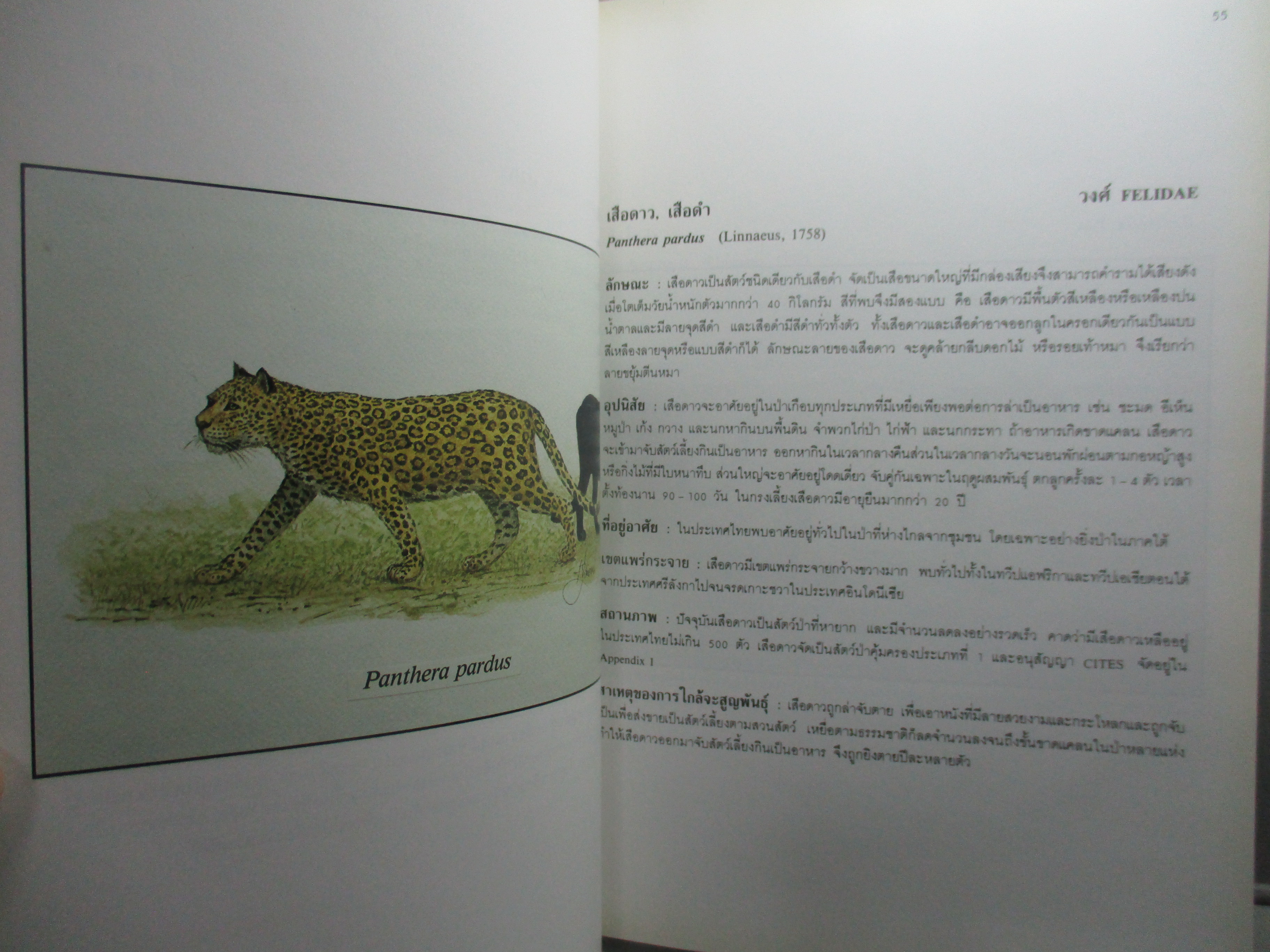 หนังสือภาพสี พืชและสัตว์ที่ใกล้จะสูญพันธุ์ในประเทศไทย โดย สถาบันวิจัยวิทยาศาสตร์และเทคโนโลยีแห่งประเทศไทย (มือสอง) (สภาพ85-95%)