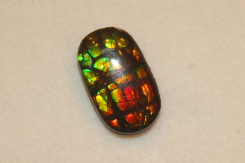 แอมโมไนต์โอปอล ( Ammonite Opal )