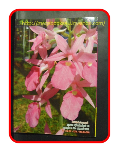 PA1405;กล้วยไม้ดิน, สภาพดี แข็งแรง สวย