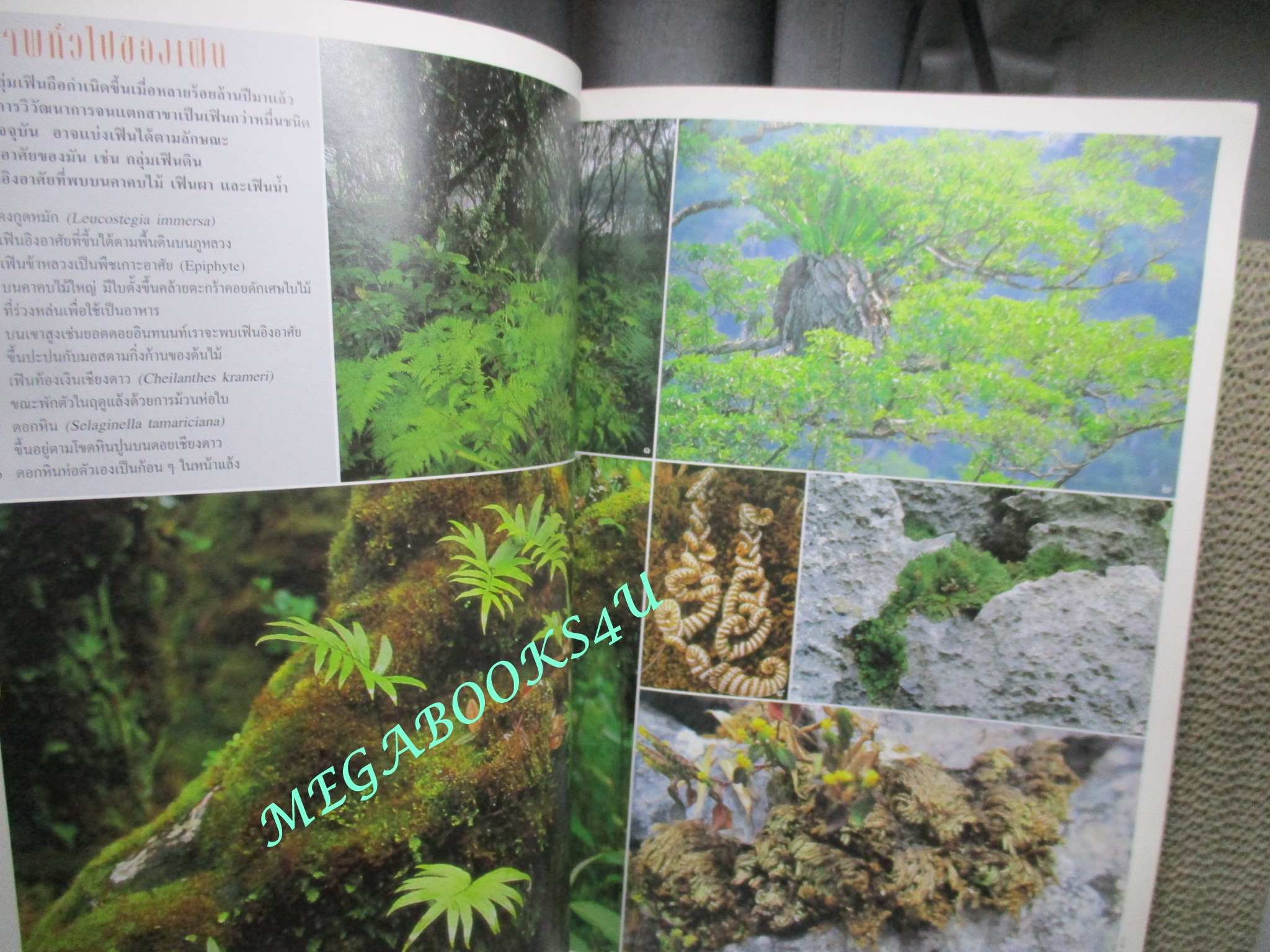 นิตยสารสารคดี ฉบับที่194 เมษายน 2544 เฟิน,ชนกว่าง,สำรับแขกคลองบางหลวง