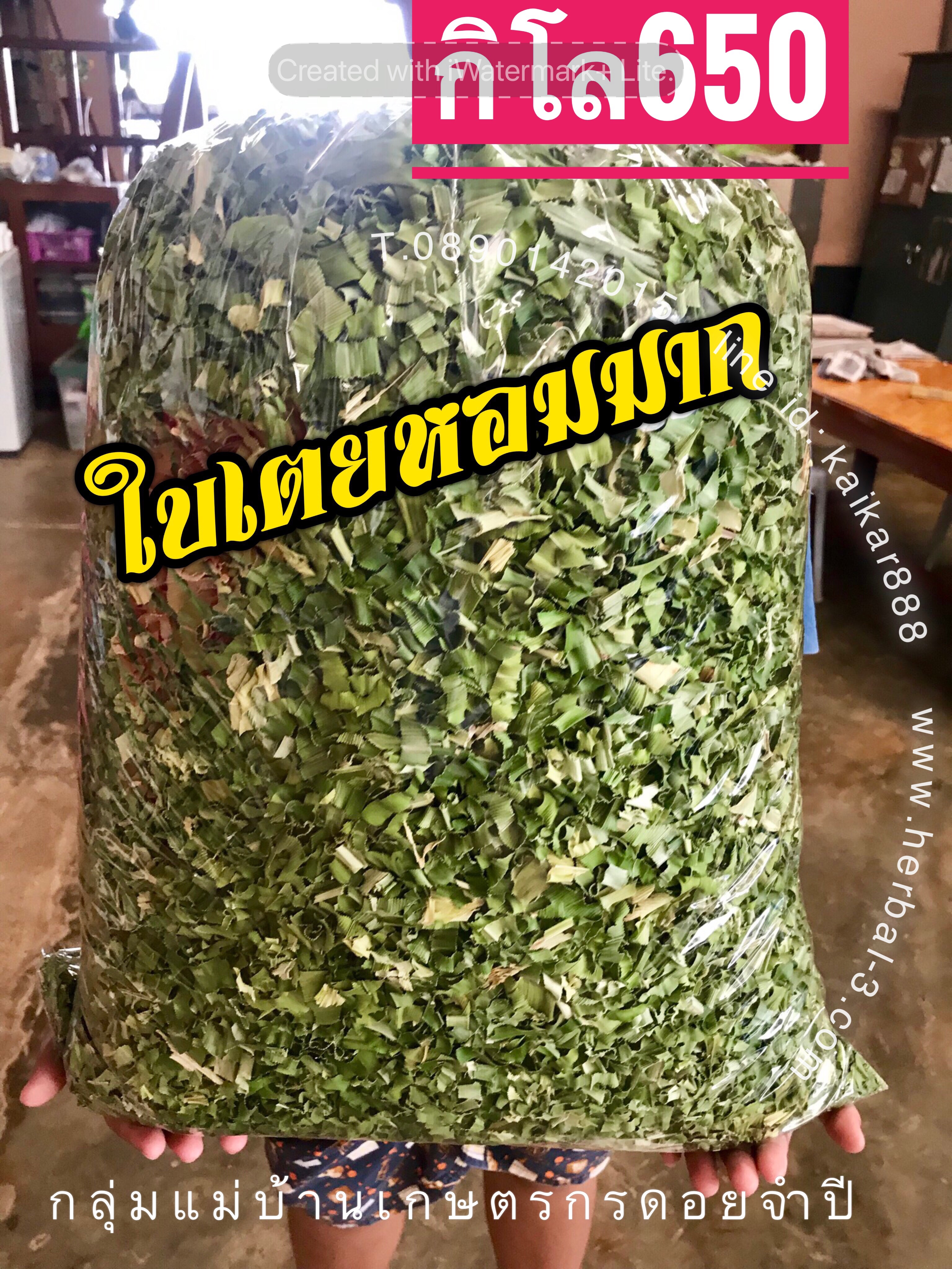 ชาใบเตยหอมมาก (กิโล)