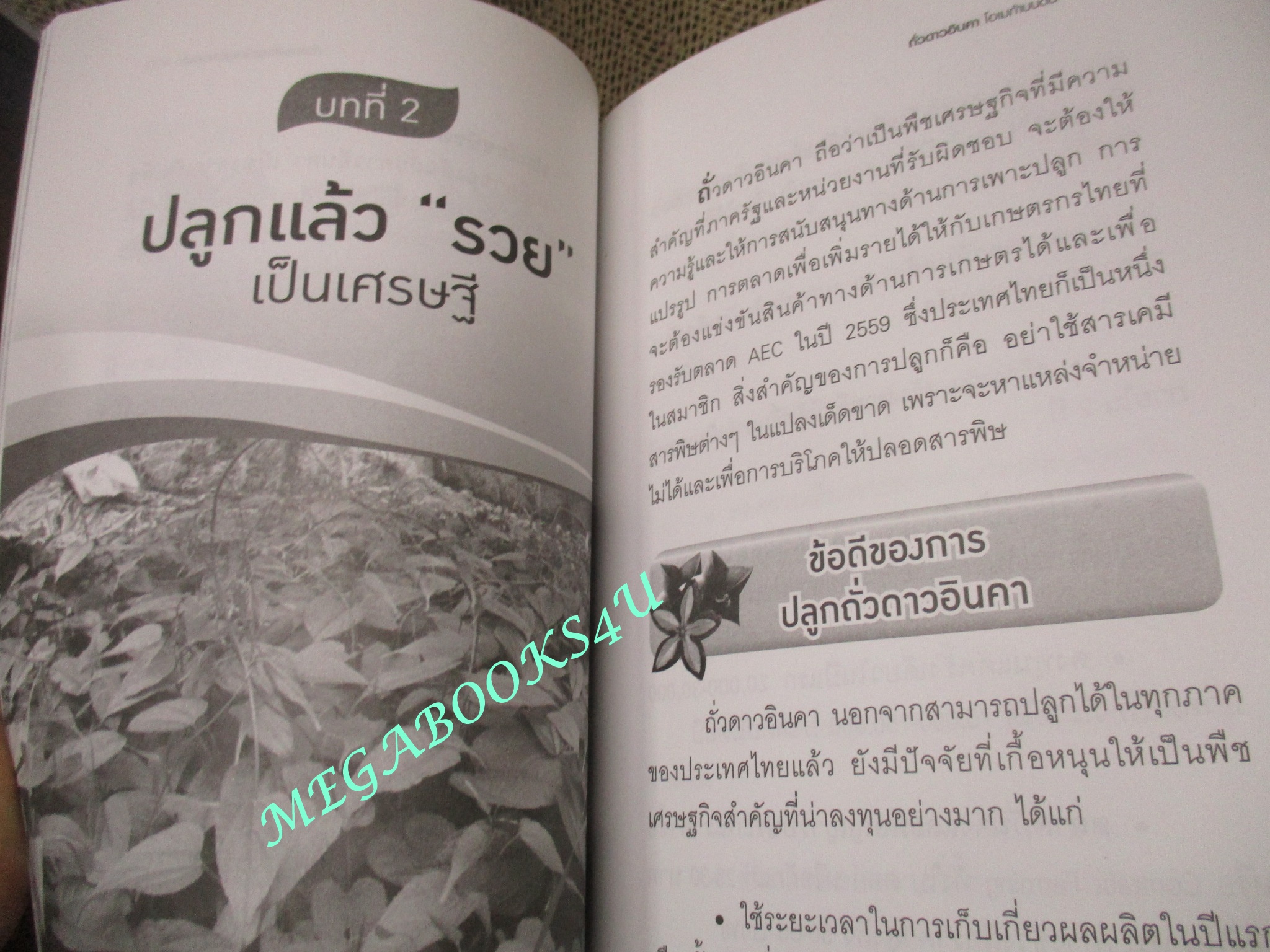 หนังสือ ถั่วดาวอินคา โอเมก้าบนดิน ผู้เขียน พินิจ จันทร (หนังสือมือสอง) (สภาพ 80-95%)