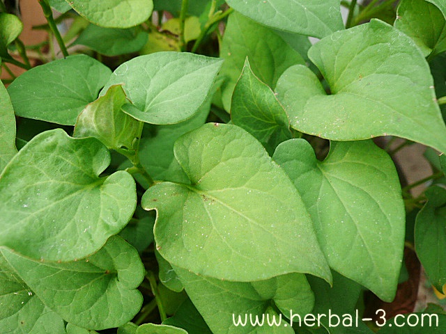 ชาผักคาวตอง หรือ พลูคาว (แบบซองซง)