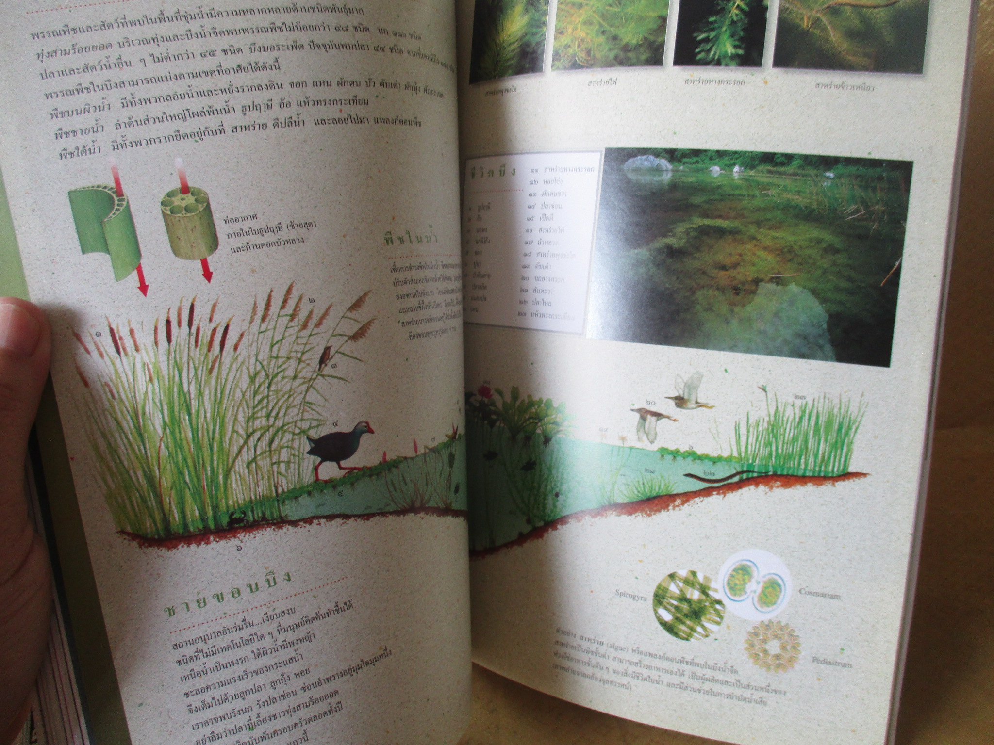 นิตยสารสารคดี ฉบับที่180 ปีที่15 ก.พ.2543,พื้นที่ชุ่มน้ำ,อ่าวมาหยาและเดอะบีช,เที่ยวเวนิช,สภาพดี