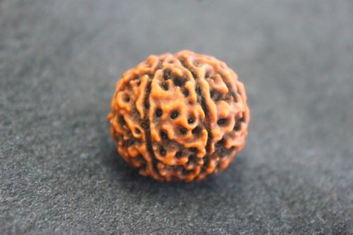 เมล็ดรุทรักษะ 8 หน้า