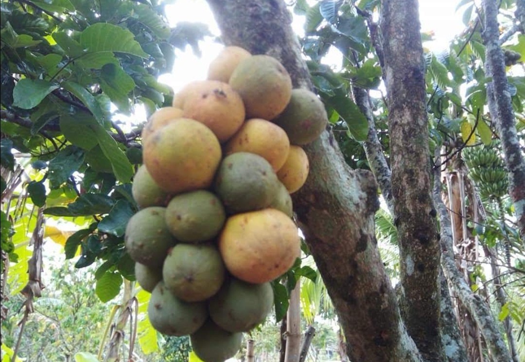 ลองกอง 6 นิ้ว ติดลูกพุ่มสวย