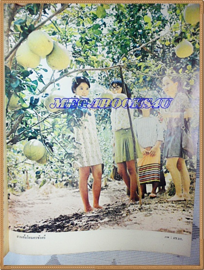 นิตยสาร อ.ส.ท. ฉบับที่04 ปีที่11 พฤศจิกายน 2513 ปกหน้าช้างสุรินทร์ในหมู่บ้านชาวส่วย