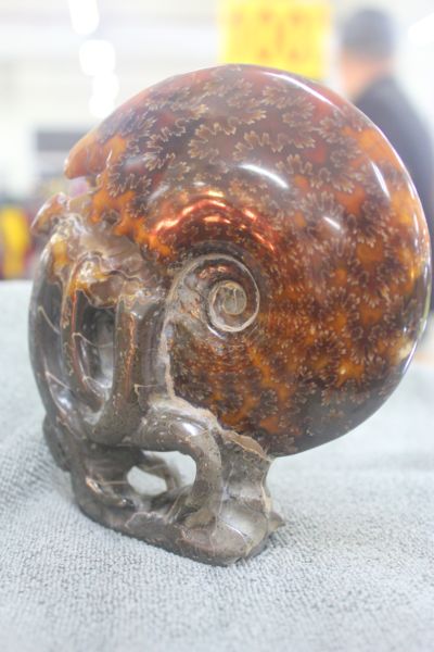 ฟอสซิลหอยทะเลแอมโมไนต์ (Ammonite)ลายใบไม้