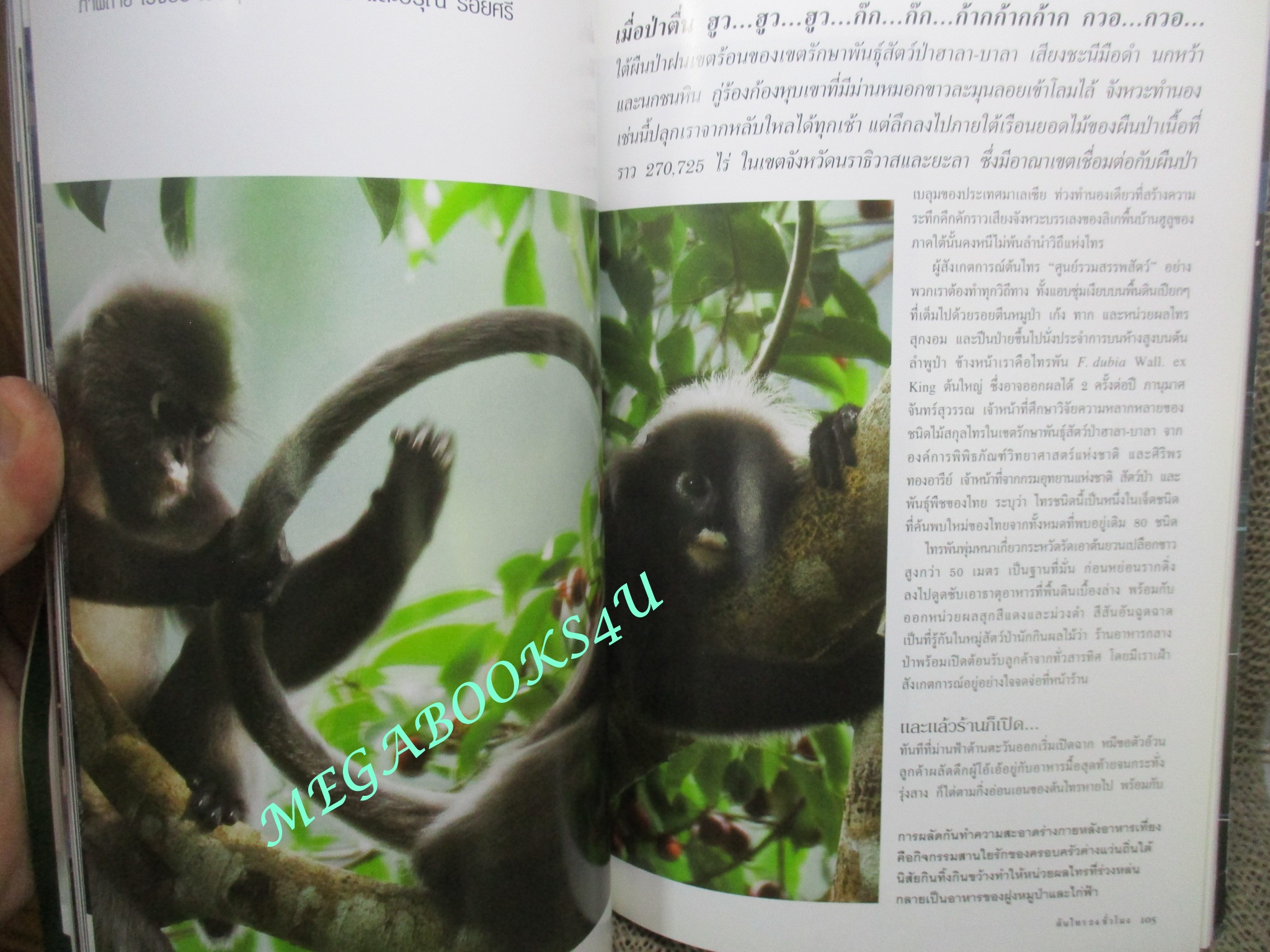 นิตยสาร เนชั่นแนลจีโอกราฟิก National Geographic ฉบับ067 2550 บิ๊กเบน หนอนทะเล