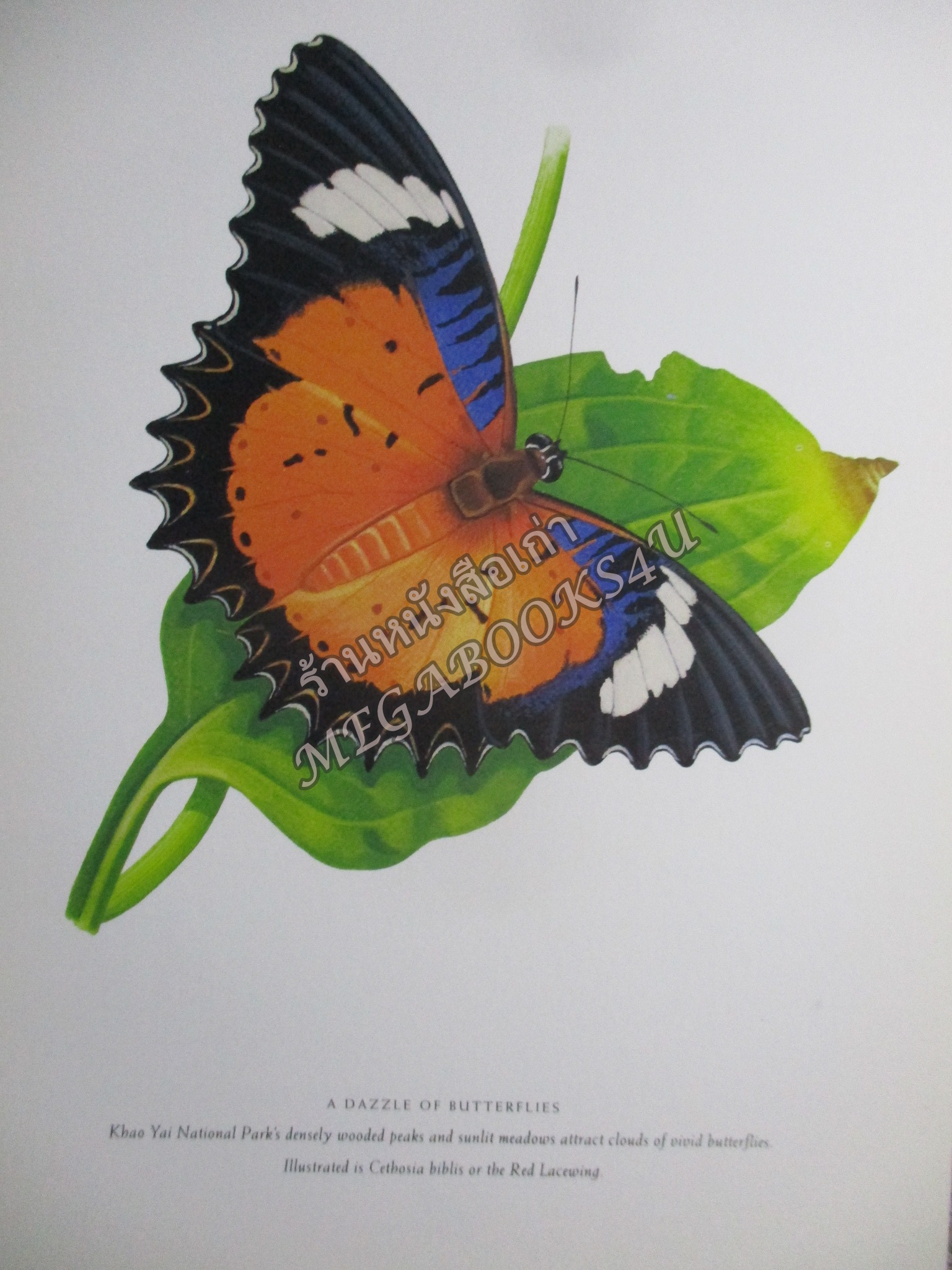 ปฏิทินตั้งโต๊ะ ชุด THAILANDS NATURAL HERITAGE ปี2536/1993 / บริษัท การบินไทย