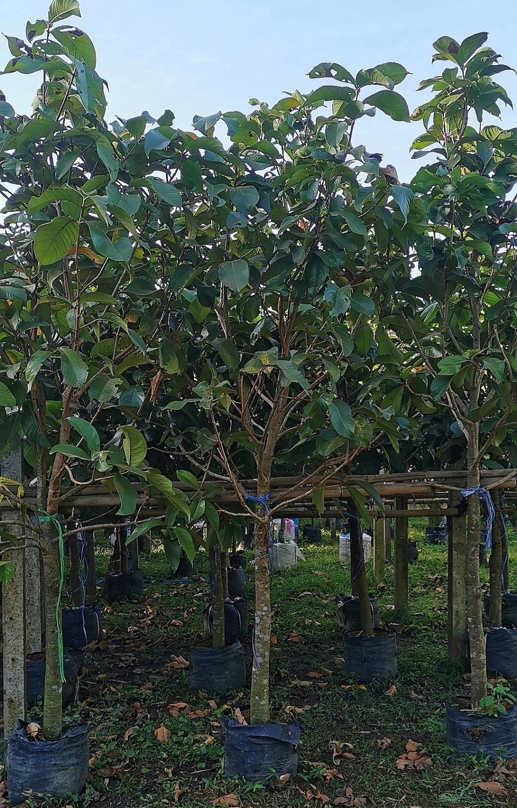 ชมพู่มะเหมี่ยว