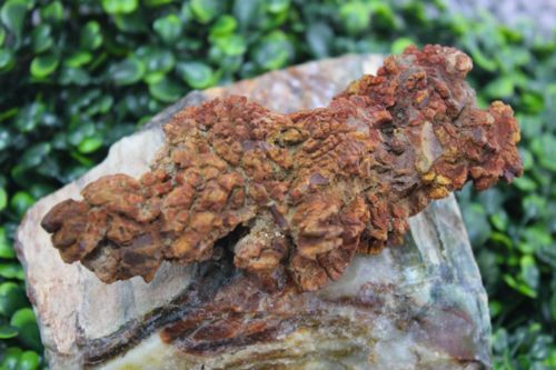 คอปโปรไลต์ ฟอสซิลหินอุจจาระไดโนเสาร์ (Coprolite)
