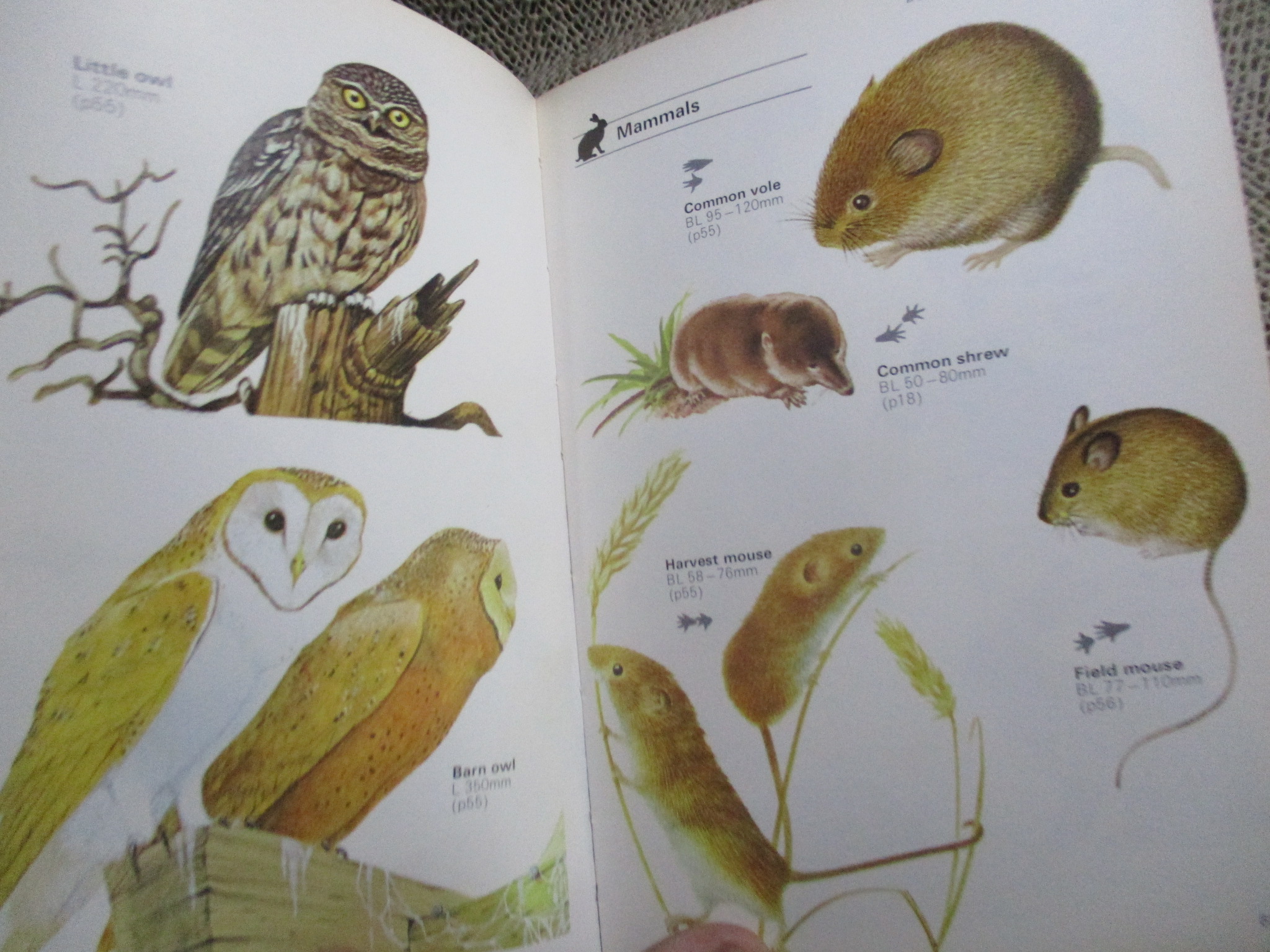 The Young Naturalist by Leonard Moore (Hardcover) / HAMLYN