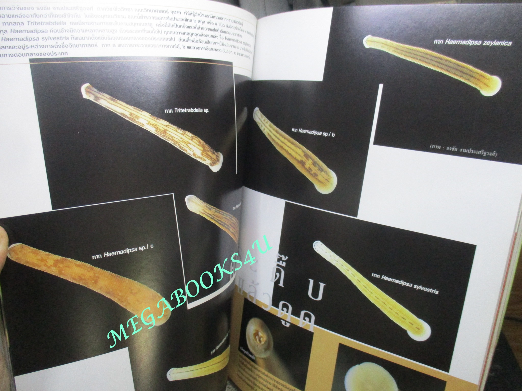 นิตยสารสารคดี ฉบับที่221 ปีที่19 ก.ค.2546,มอเตอร์ไซค์,ป่าสันทรายชายหาด,ทาก,จิตรกรรมฝาผนัง,