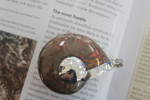 จี้แอมโมไนต์ ( Ammolite Pendant )