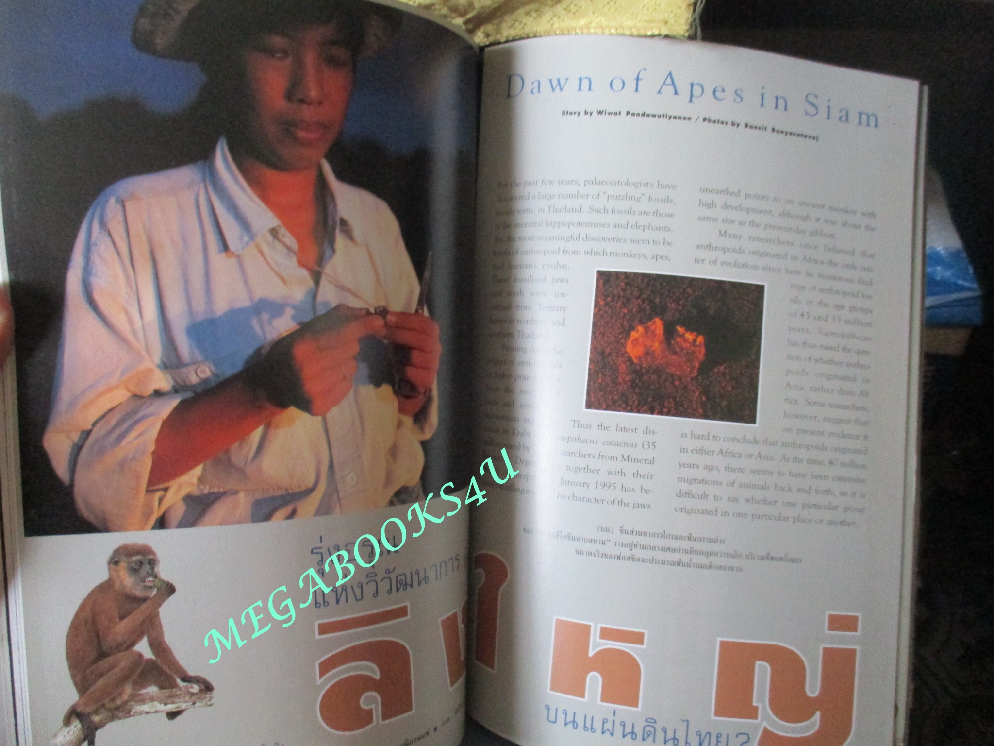 นิตยสารสารคดี ฉบับที่162 สิงหาคม 2541 รุ่งอรุณแห่งวิวัฒนาการสู่ลิงใหญ่บนแผ่นดินไทย การค้นหาปริศนามนุษย์