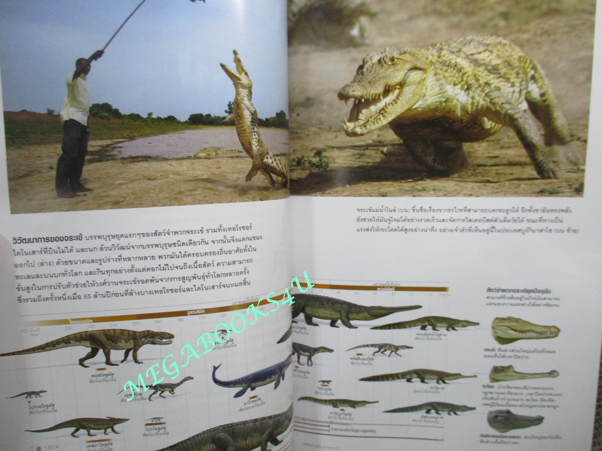 นิตยสาร เนชั่นแนลจีโอกราฟิก National Geographic ฉบับ104 2553 จระเข้ , ลายเส้นนาสกา