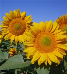 dddSunflower ทานตะวันปลีกส่ง