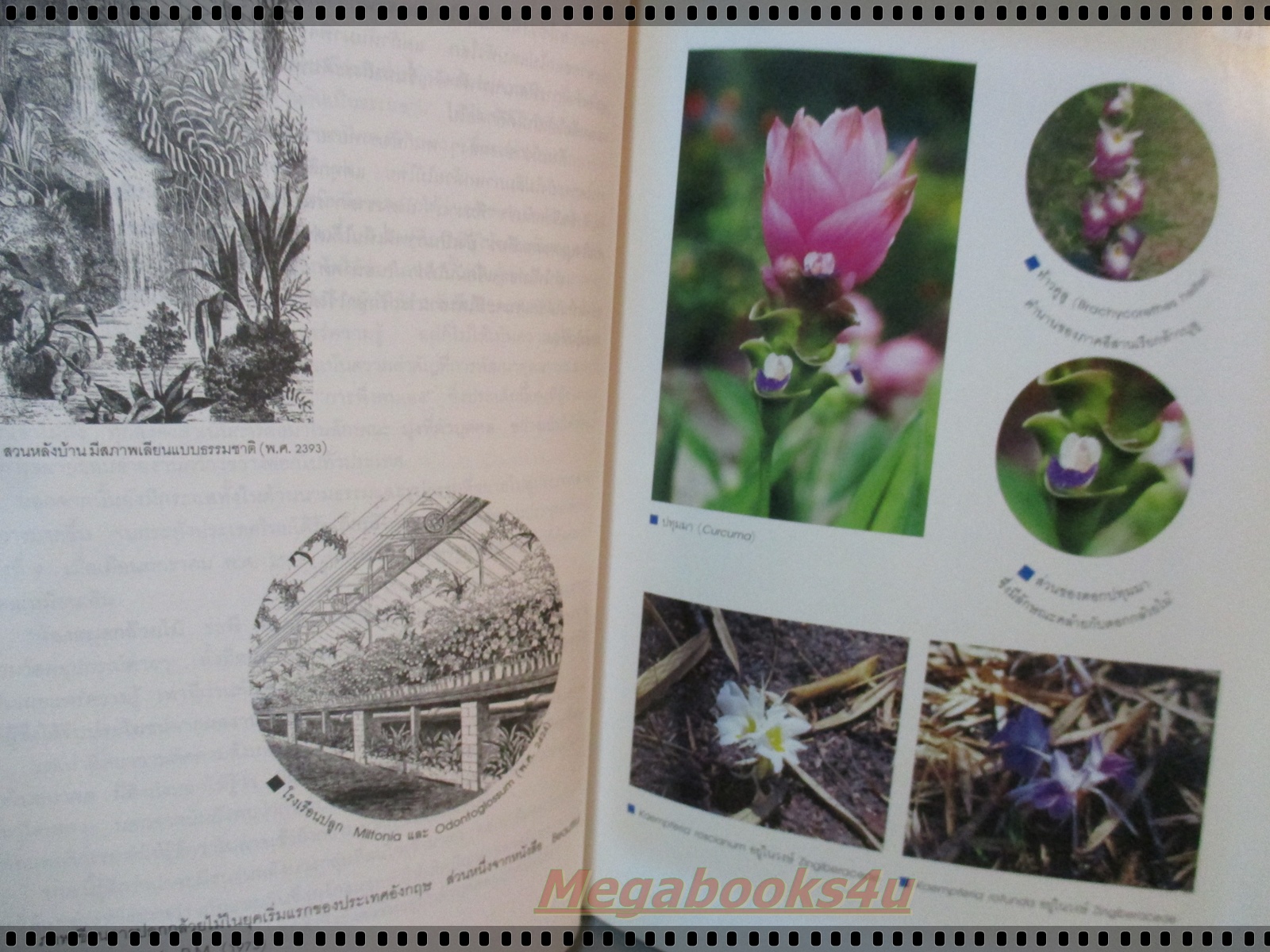 กล้วยไม้สำหรับผู้เริ่มต้น โดย ศาสตราจารย์ ระพี สาคริก