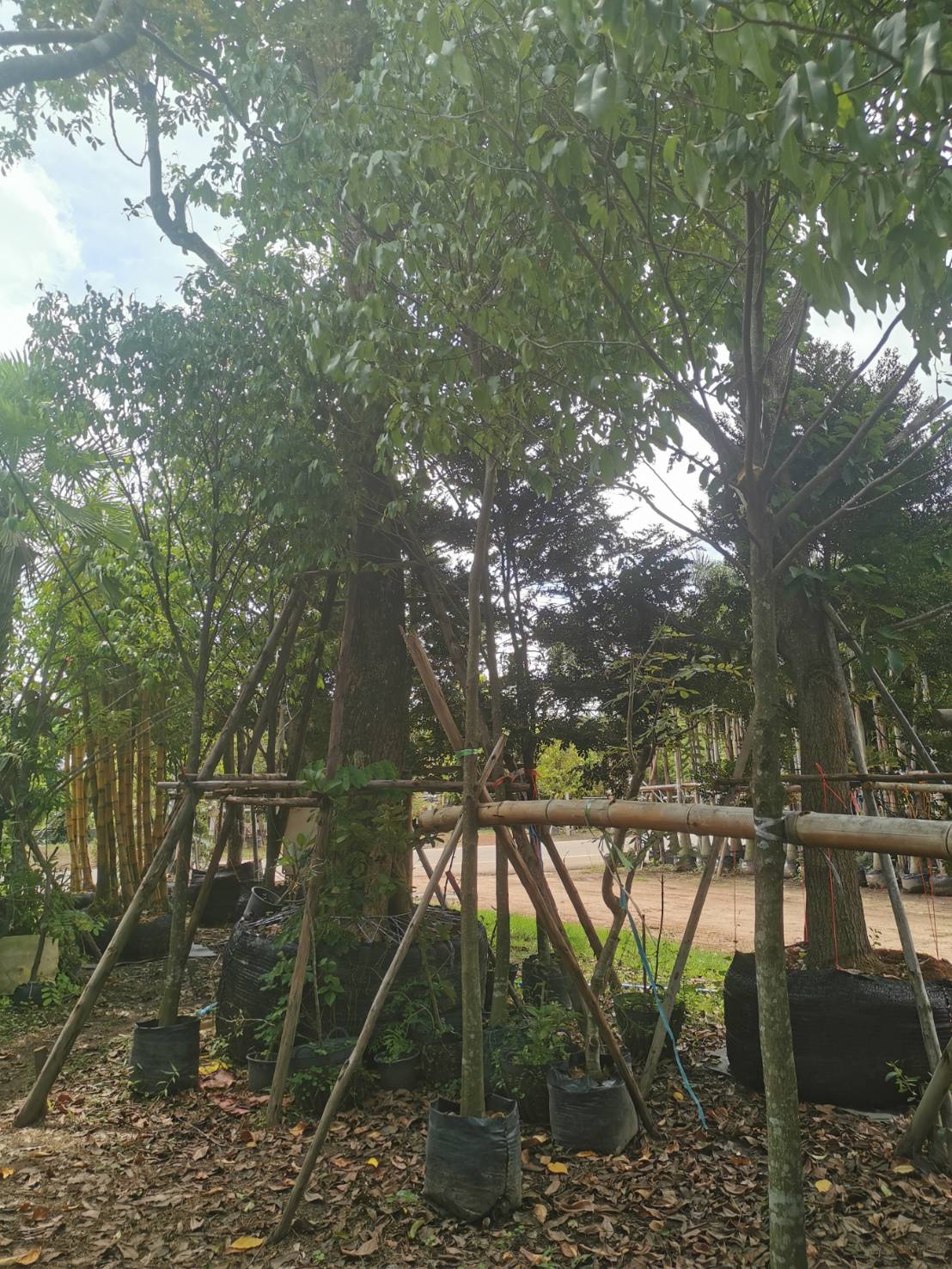 ต้นอิน-จัน ไม้หายาก