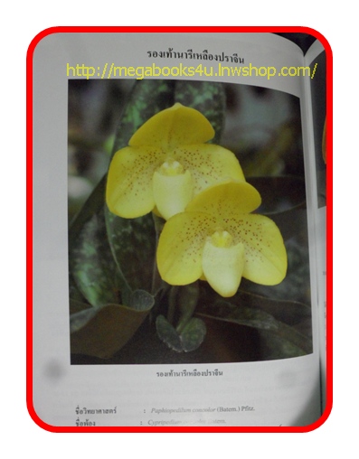 หนังสือกล้วยไม้รองเท้านารี สภาพดี