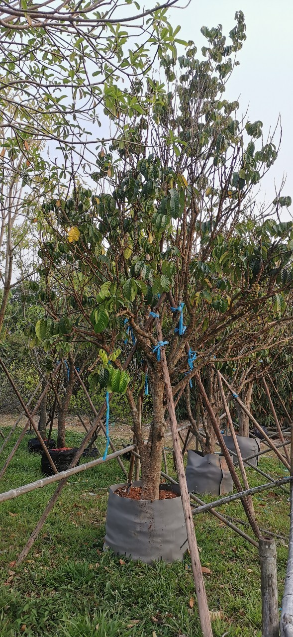 ลองกอง 6 นิ้ว ติดลูกพุ่มสวย