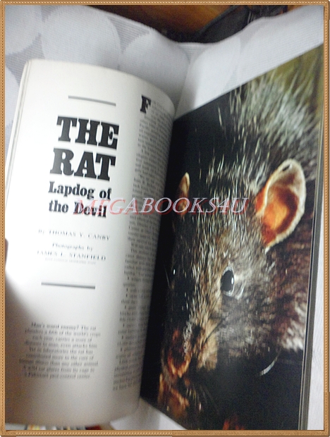 นิตยสาร เนชั่นแนลจีโอกราฟิก,National Geographic, VOL.152,NO.01 JUL.1977