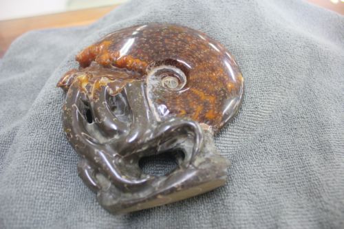 ฟอสซิลหอยทะเลแอมโมไนต์ (Ammonite)ลายใบไม้