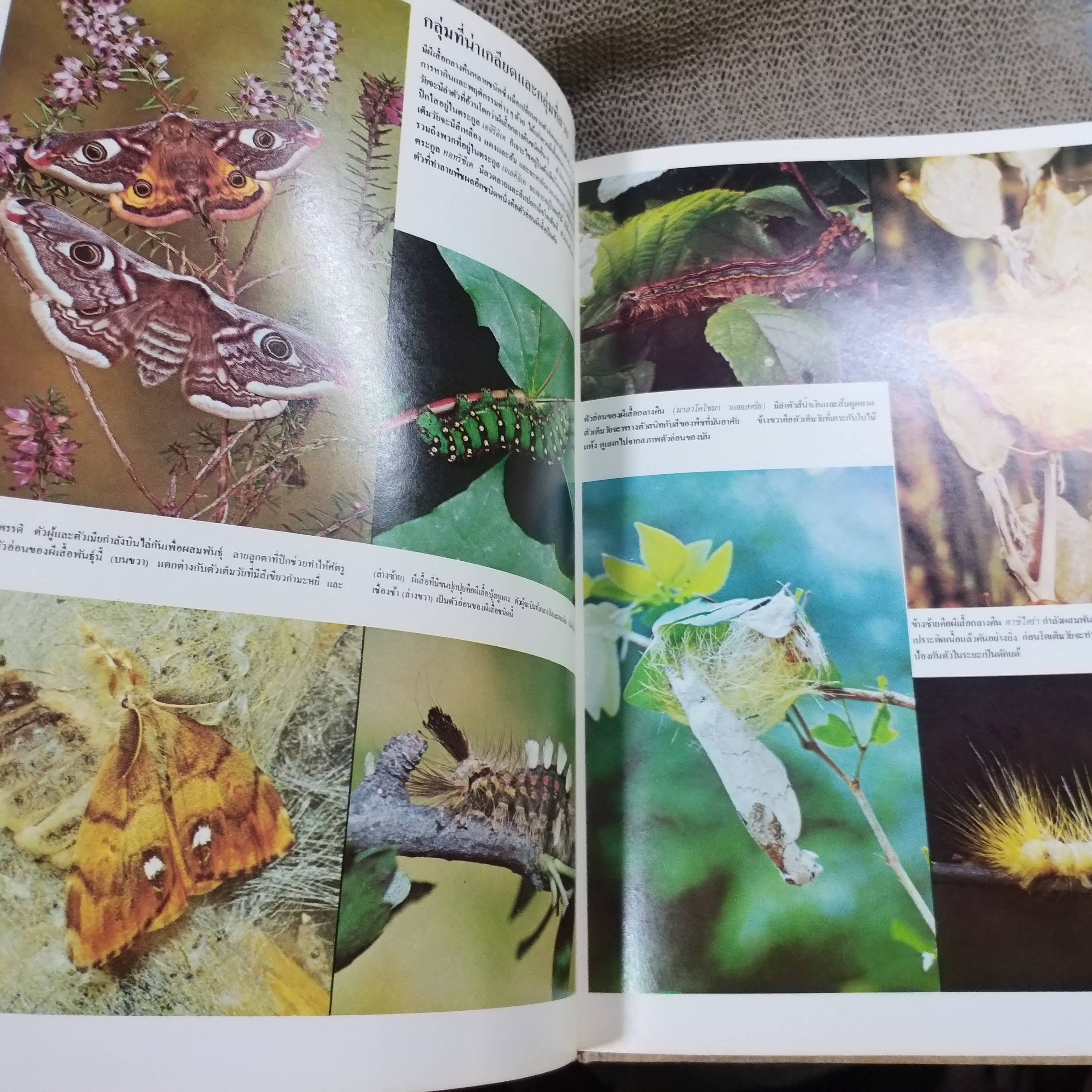 ขุมทรัพย์ความรู้สำหรับเด็ก เรื่อง แมลง สภาพดี มีจุดเหลืองประปรายตามเวลา