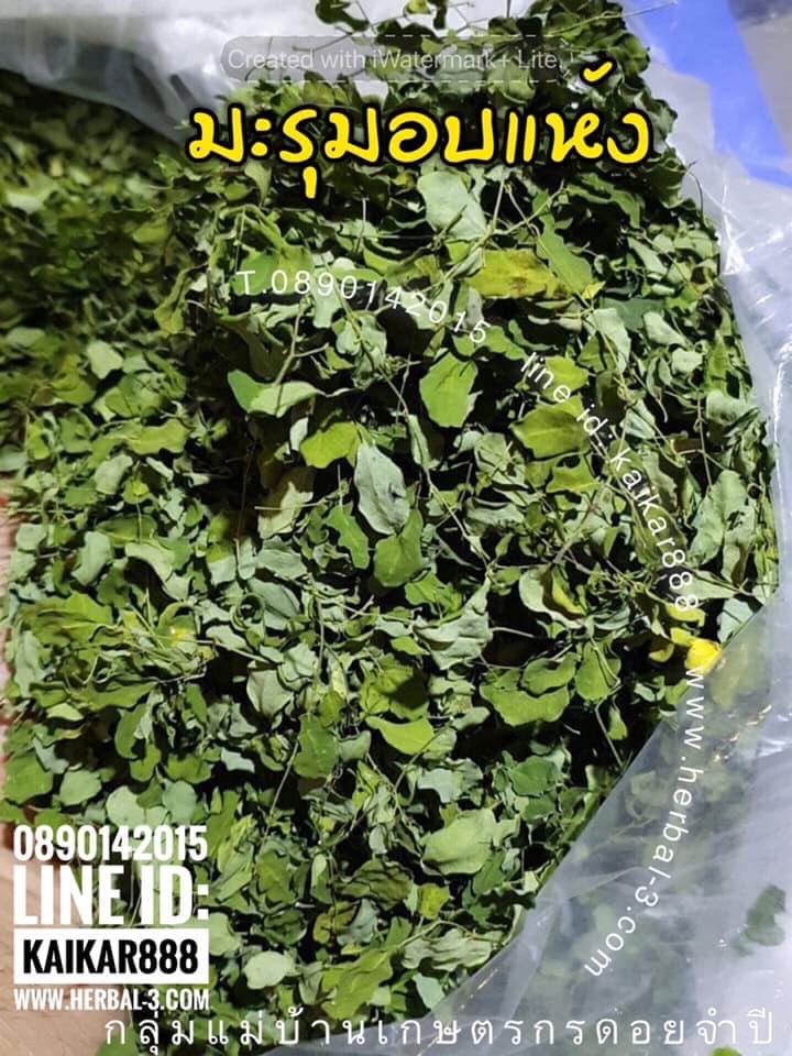 หมด📌ใบมะรุมอบแห้ง (กิโล)