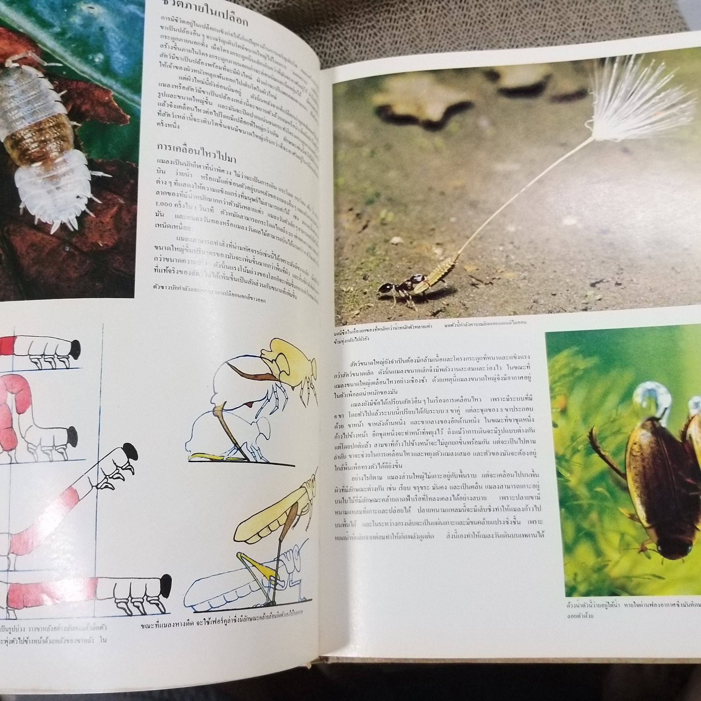 ขุมทรัพย์ความรู้สำหรับเด็ก เรื่อง แมลง สภาพดี มีจุดเหลืองประปรายตามเวลา