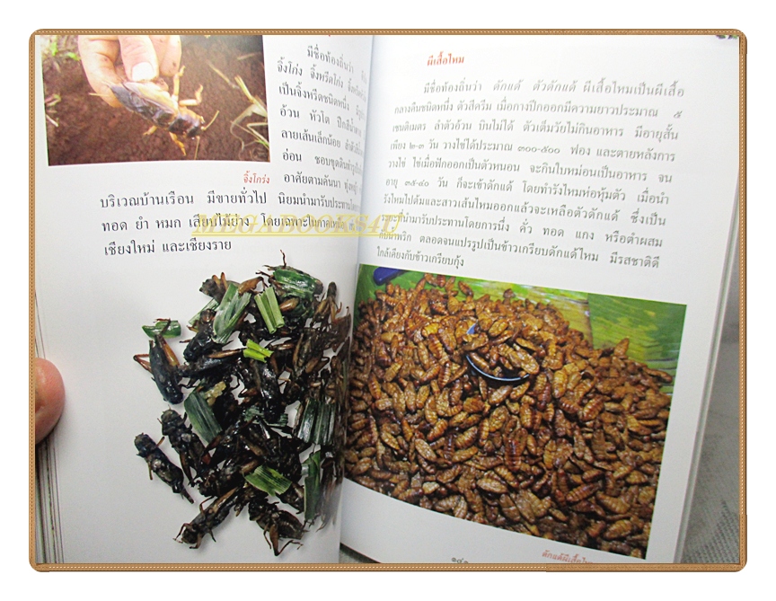 สารานุกรมไทยสำหรับเยาวชนฉบับเสริมการเรียนรู้ เล่ม17 โดยพระราชประสงค์ในพระบาทสมเด็จพระเจ้าอยู่หัว