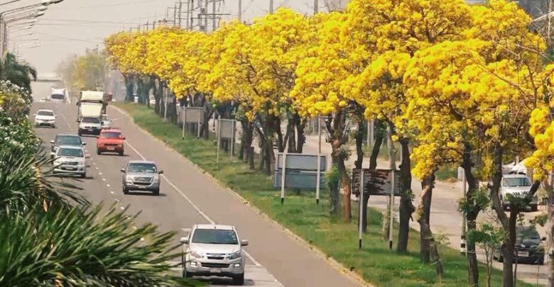 ต้นเหลืองปรีดียาธร