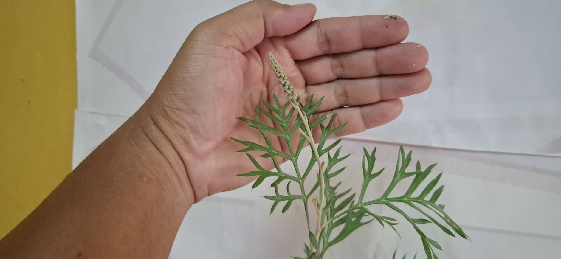 Grevillea Little Robyn แดงแคระ