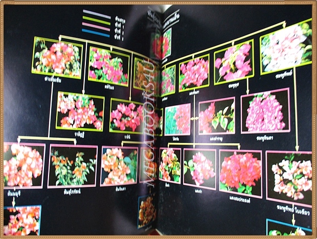 เฟื่องฟ้า โดย ดร.ณรงค์ โฉมเฉลา จัดพิมพ์โดยสมาคมไม้ประดับแห่งประเทศไทย สภาพดี